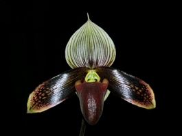 Paphiopedilum Macabre Love Slipper Zone Contrastingly Black HCC/AOS 79 pts.